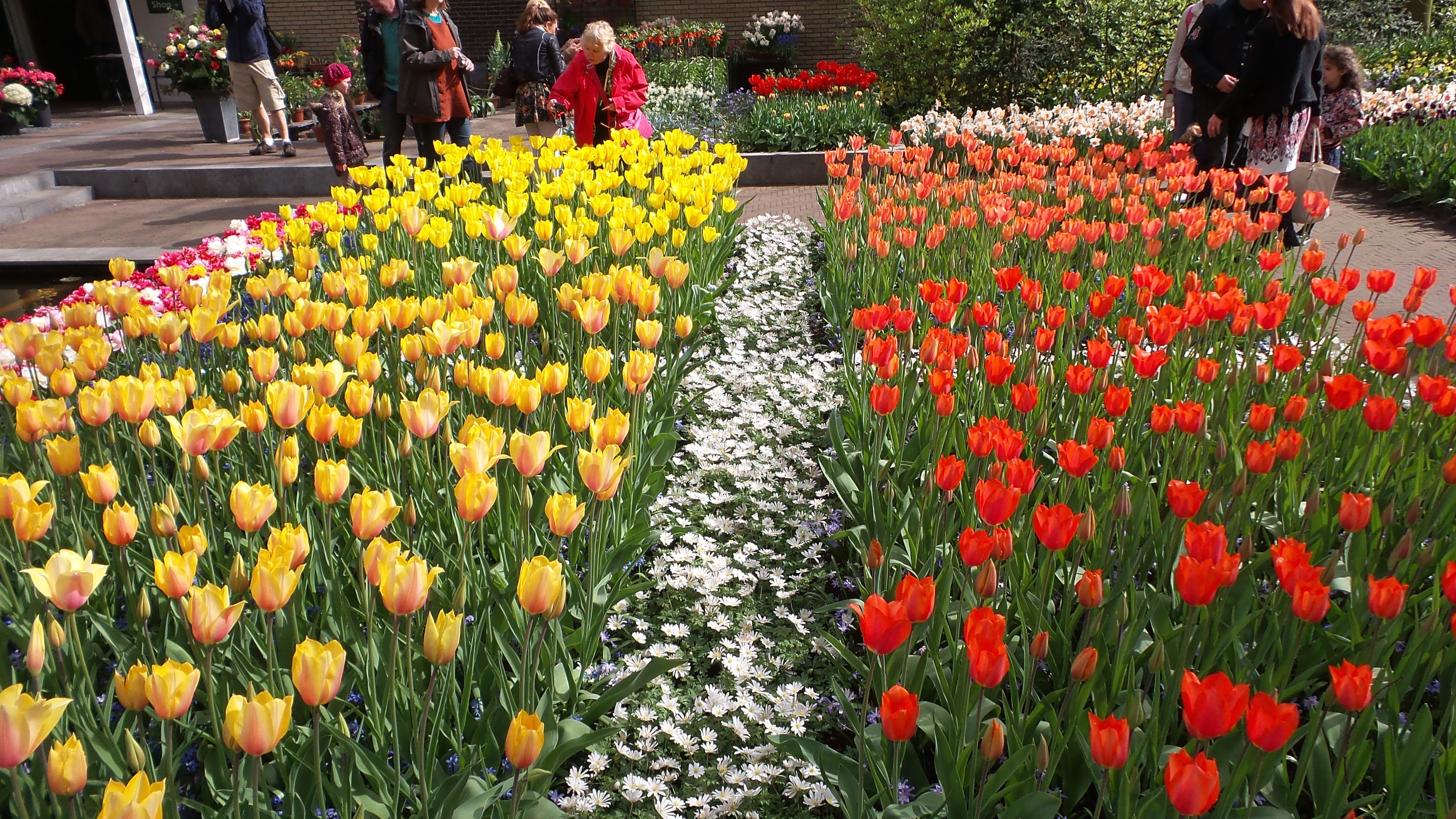 2014-04-17 Holland Tulips 47.jpg